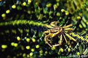 Harrovia elegans Crabe des comatules-Komodo Bontoh-11m-20160803nuit-Denis-ADER-DSC_9524_tn